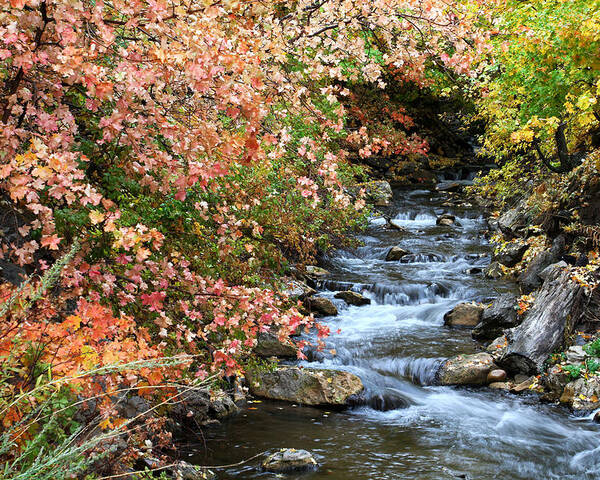 Autumn Poster featuring the photograph Millcreek in Fall by Brett Pelletier