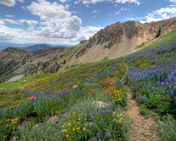 Wildflower Poster featuring the photograph Mineral Basin Wildflowers by Brett Pelletier