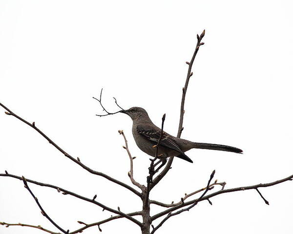 Bird Poster featuring the photograph Mockingbird With Twig by Allen Nice-Webb