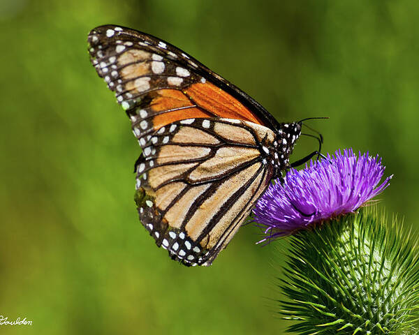 Animal Poster featuring the photograph Monarch Butterfly on a Thistle by Jeff Goulden