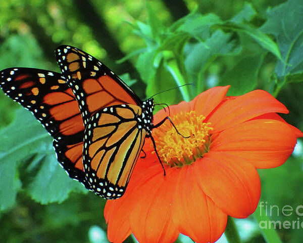 Monarch Poster featuring the photograph Monarch on Mexican Sunflower by Nicole Angell