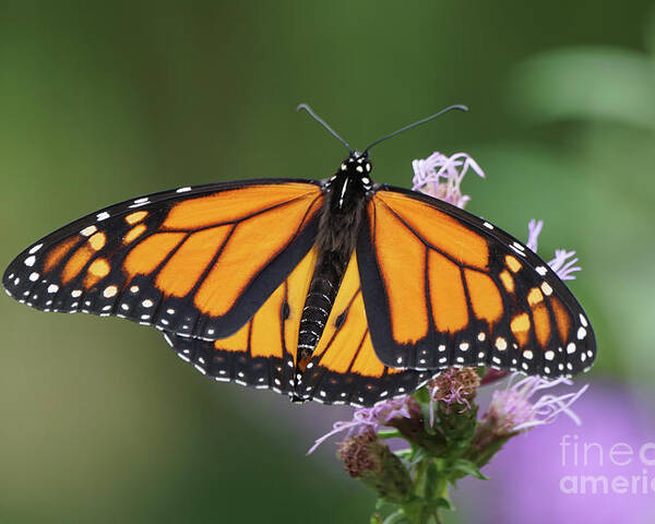 Monarch Butterfly Poster featuring the photograph Monarch on Spiked Blazing Star by Robert E Alter Reflections of Infinity