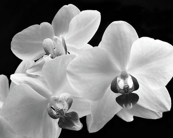 Orchid Poster featuring the photograph Monochrome Orchid by Terence Davis