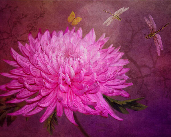 Chrysanthemum Poster featuring the photograph Moondance by Marina Kojukhova