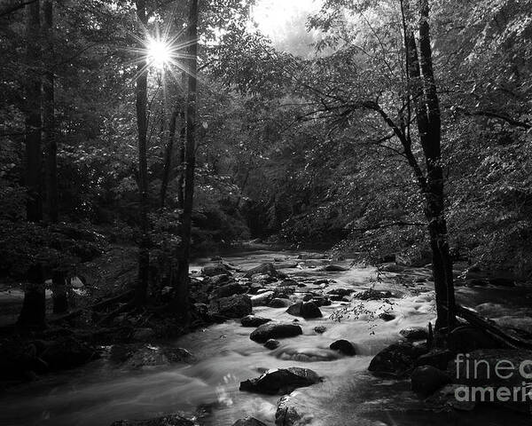 River Poster featuring the photograph Morning Light On The Stream by Mike Eingle