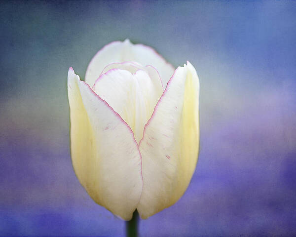 White Tulip Poster featuring the photograph Morning Star by Marina Kojukhova