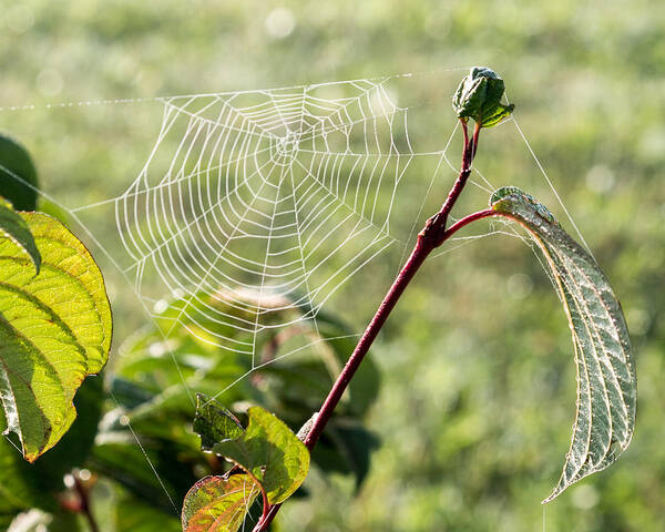 Web Poster featuring the photograph Morning Web #1 by Marc Champagne