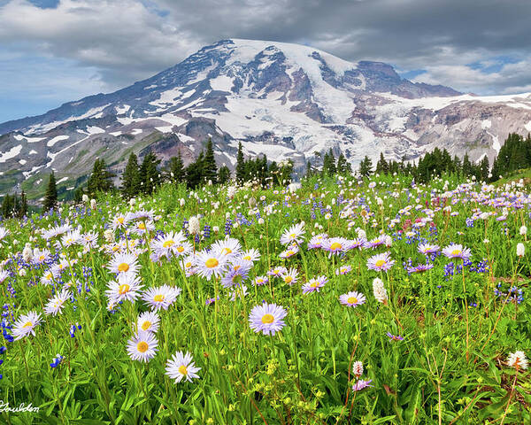 Alpine Poster featuring the photograph Mount Rainier and a Meadow of Aster by Jeff Goulden