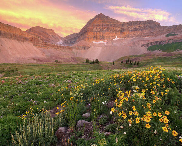Utah Poster featuring the photograph Mount Timpanogos Wildflower Sunset - Utah by Brett Pelletier