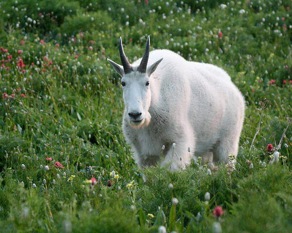Mountain Goat Poster featuring the photograph Mountain Goat and Wildflowers by Brett Pelletier