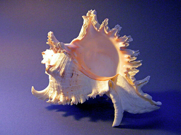 Frank Wilson Poster featuring the photograph Murex ramosus Seashell by Frank Wilson