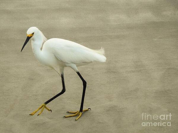 Snowy Egret Poster featuring the photograph My Yellow Shoes by Jan Gelders