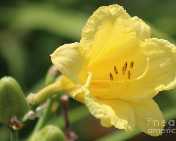 Yellow Poster featuring the photograph Nature's Beauty 46 by Deena Withycombe