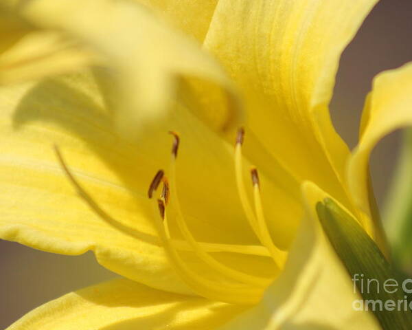 Yellow Poster featuring the photograph Nature's Beauty 47 by Deena Withycombe