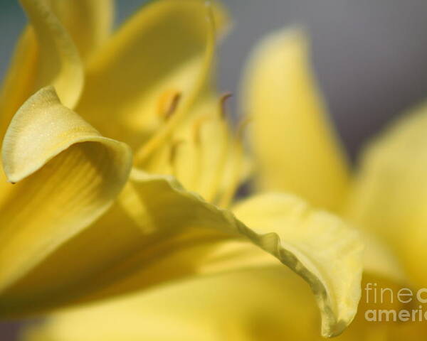 Yellow Poster featuring the photograph Nature's Beauty 48 by Deena Withycombe