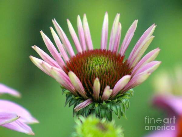 Pink Poster featuring the photograph Nature's Beauty 75 by Deena Withycombe