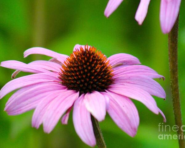 Pink Poster featuring the photograph Nature's Beauty 86 by Deena Withycombe