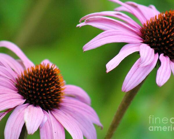 Pink Poster featuring the photograph Nature's Beauty 95 by Deena Withycombe