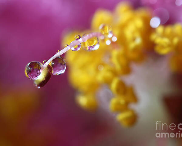 Water Drops Poster featuring the photograph Natures Secrets Hide Among The Droplets by Mike Eingle