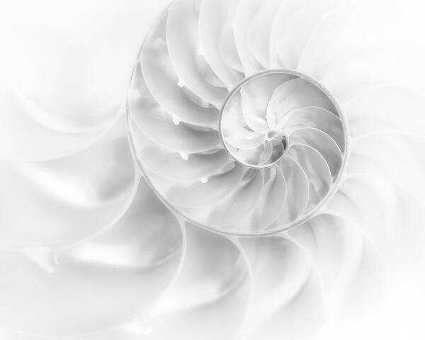 Abstract Poster featuring the photograph Nautilus Shell in High Key by Tom Mc Nemar