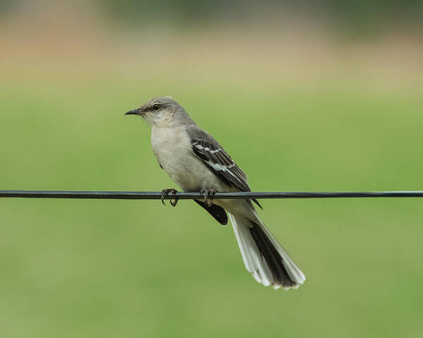 Bird Poster featuring the photograph Northern Mockingbird by Holden The Moment