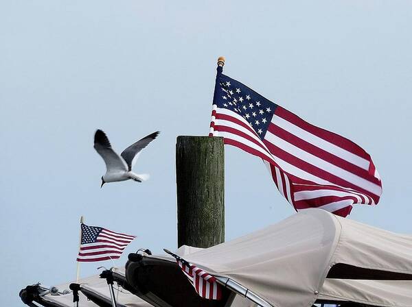 American Flag Poster featuring the photograph Old Glory and Gull by Linda Stern