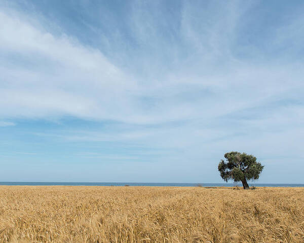 Olive Tree Poster featuring the photograph Olive tree on the wheat field by Michalakis Ppalis