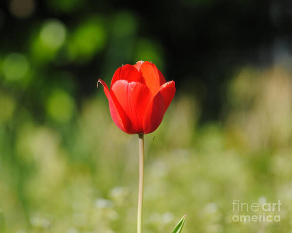 Tulip Poster featuring the photograph One of a Kind by Jai Johnson