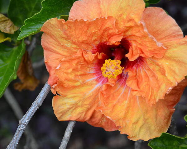 Flower Poster featuring the photograph Orange Hibiscus with Ruffled Petals by Amy Fose