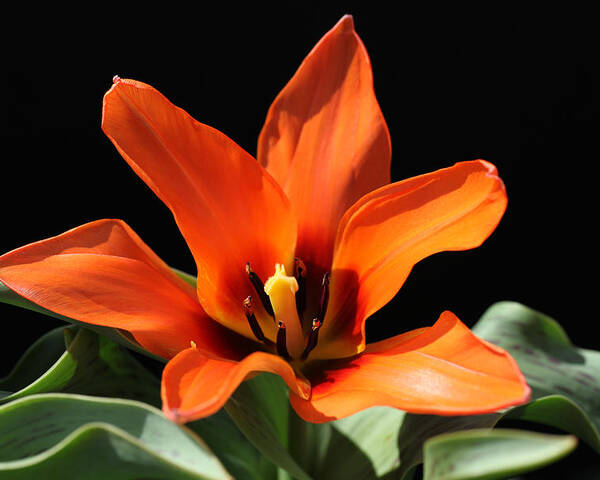 Tulip Poster featuring the photograph Orange Tulip by Tammy Pool