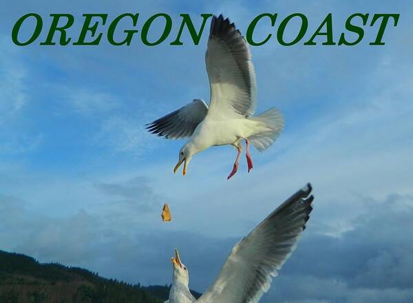 Gulls Poster featuring the photograph Oregon Coast Amazing Seagulls by Gallery Of Hope 