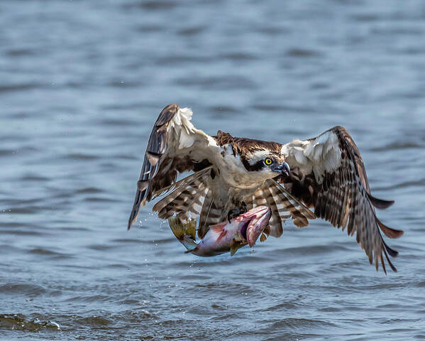 Animal Poster featuring the photograph Osprey with Catch 9108 by Donald Brown
