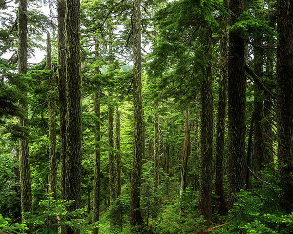 Scenic Poster featuring the photograph Pacific Northwest Forest by Pelo Blanco Photo