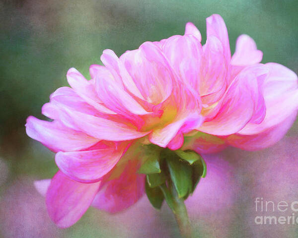 Dahlia Poster featuring the photograph Painted Pink Dahlia by Anita Pollak