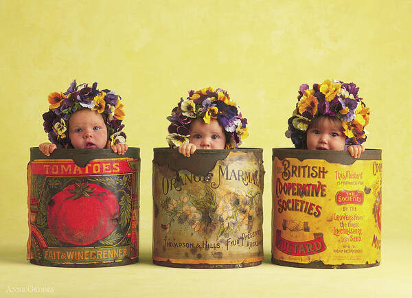 Pansy Poster featuring the photograph Pansy Tins by Anne Geddes