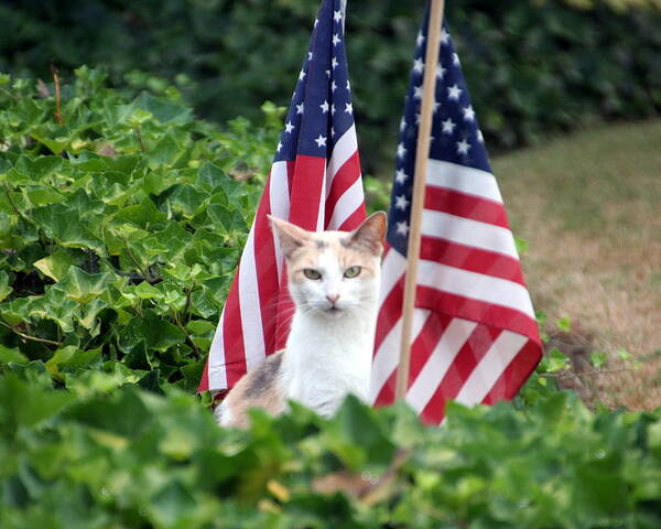 White Cat With Sandy-colored Spots Poster featuring the photograph Patriotic Cat by Valerie Collins