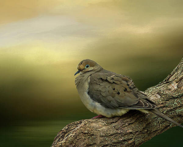 Dove Poster featuring the photograph Peaceful Dove by Cathy Kovarik