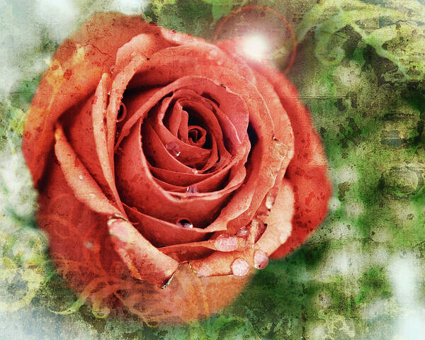 Texture Poster featuring the photograph Peach Rose by Sennie Pierson