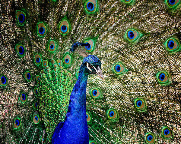 Cosley Poster featuring the photograph Peacock Open Tail by Joni Eskridge