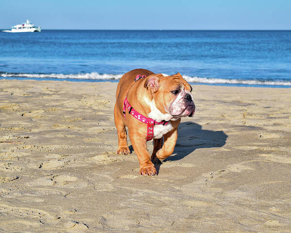 Ocean Poster featuring the photograph Peanut on the Beach by Nicole Lloyd