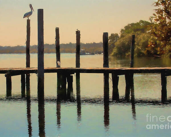 Australian White Pelican Poster featuring the photograph Pelican on post by Sheila Smart Fine Art Photography