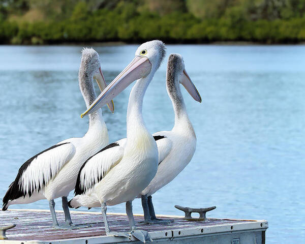 Pelicans Australia Poster featuring the photograph Pelicans 6663. by Kevin Chippindall