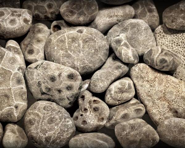 Stone Poster featuring the photograph Petoskey Stones Vl by Michelle Calkins