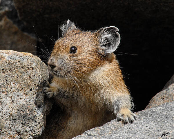 Animal Poster featuring the photograph Pika Looking out from its Burrow by Jeff Goulden