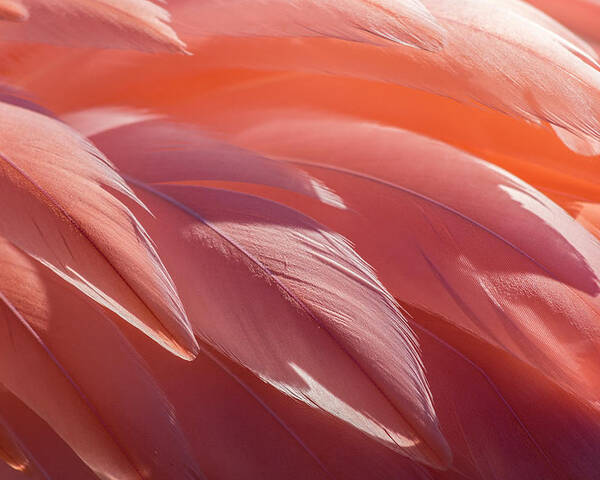 Abstract Poster featuring the photograph Pink Flamingo by Holly Ross