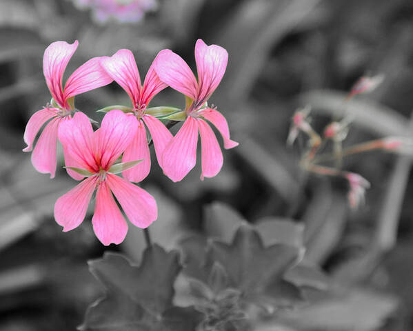 Flowers Poster featuring the photograph Pink Flowers on a Monochrome Background by Frank Mari