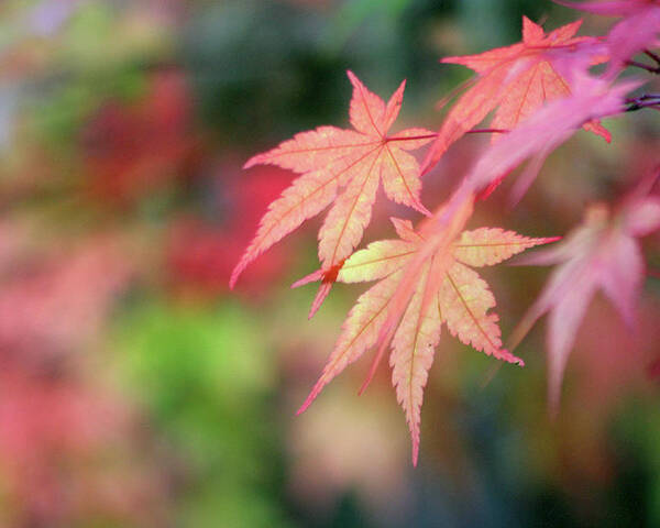 Botanical Poster featuring the photograph Pink Glow Maple by Vicki Hone Smith