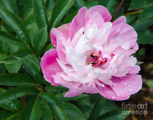 Pink Poster featuring the painting Pink Peony by Laurel Best