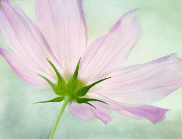 Pink Cosmos Flower Poster featuring the mixed media Pink Petals by Marina Kojukhova