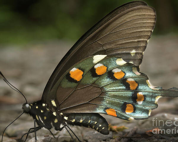 Butterfly Poster featuring the photograph Pipevine Swallowtail by Mike Eingle